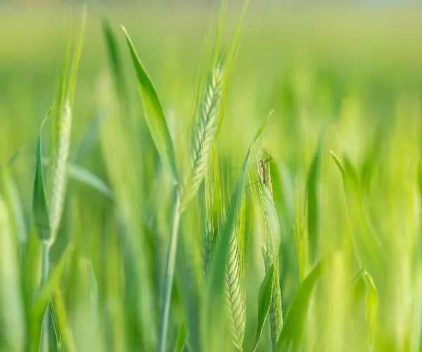 Zagroda Z Bala Z Basenem & Sauna & Balia Z Hydromasazem